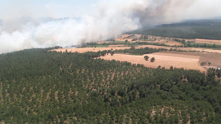 Çanakkalede tarladaki yangın ormana sıçradı