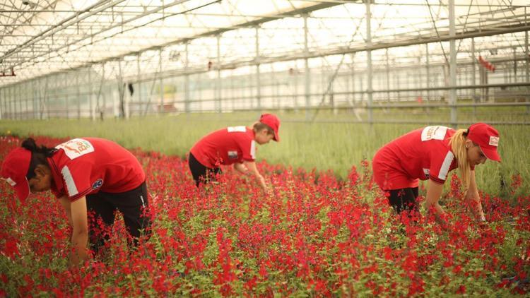 12 bin metrekarede aromatik bitkiler yetiştirilecek