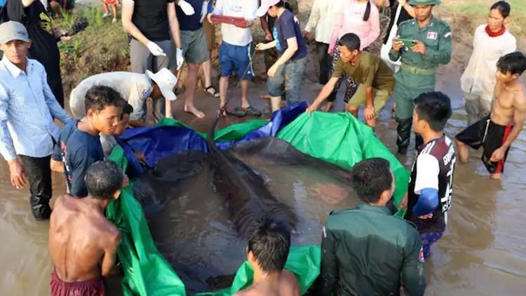 Dünyanın en büyük tatlı su balığı Kamboçyada keşfedildi