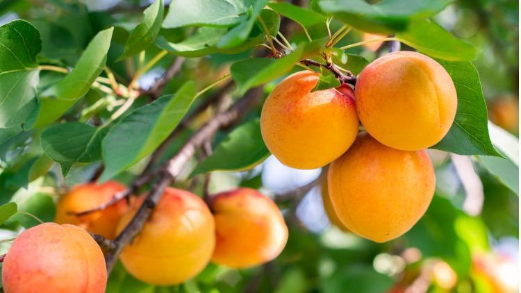 Kayısı çekirdeği nasıl ekilir Kayısı çekirdeği çimlendirme ve ekim işlemi