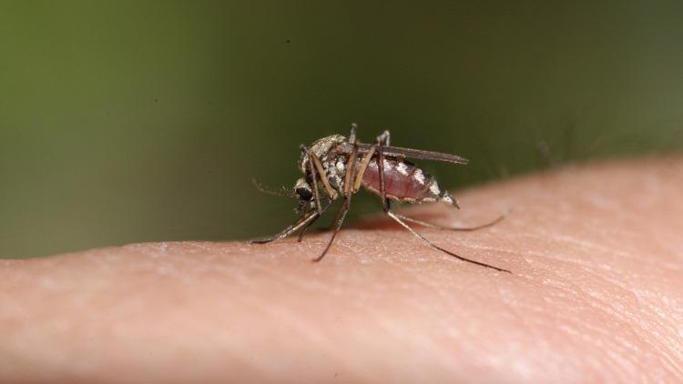 Sivrisinek ısırığına ne iyi gelir ve nasıl geçer? Evde sivri sinek ısırığına iyi gelen doğal çözümler