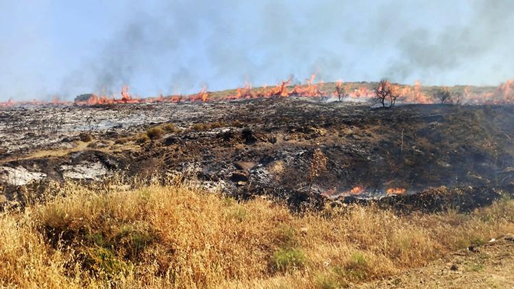 Geliboluda makilik yangını, buğday tarlalarına ulaşmadan söndürüldü