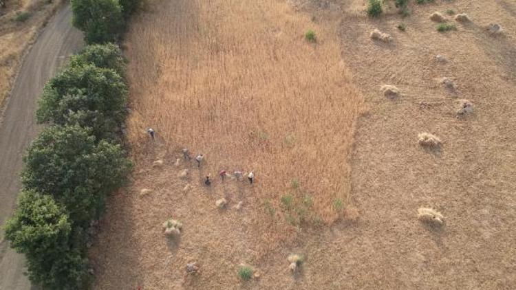 Irak sınırında oraklarla buğday biçiyorlar