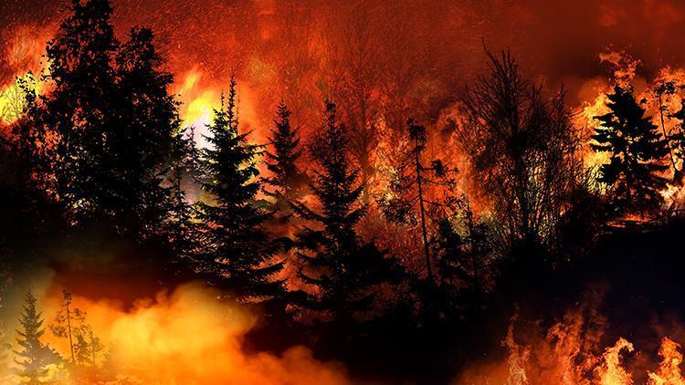 Bilim insanları en eski orman yangınının kalıntılarını buldu