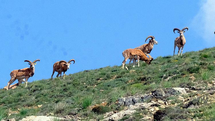 Kırşehir’de Anadolu yaban koyunları fotokapanla görüntülendi