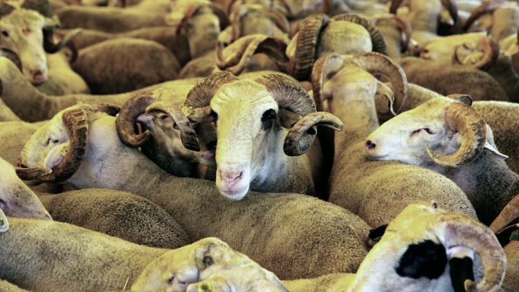 Kurban keserken nelere dikkat edilmeli Diyanetin konuyla ilgili açıklaması