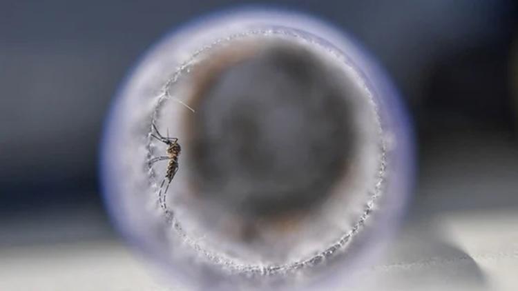 Virüs yayan sivrisinekler şoke etti… Kokularımızı değiştiriyorlar