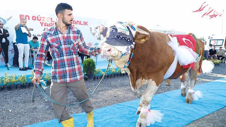 Kurbanlıklar podyuma çıktı