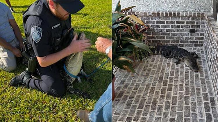 ABDde polis timsahı elleriyle nehre götürdü