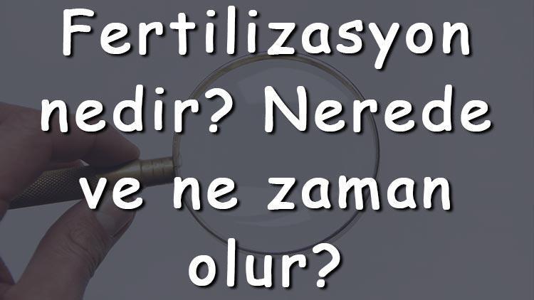 Fertilizasyon nedir Nerede ve ne zaman olur Ferilizasyon aşamaları nelerdir