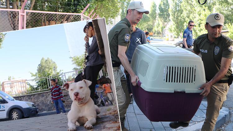 Erzurumda sokağa bırakılan Pitbull cinsi köpeği evine götürürken polise yakalandı