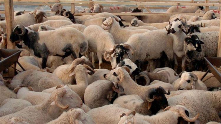 Ölü kurbanı diye bir kurban çeşidi var mıdır Diyanet bilgisi