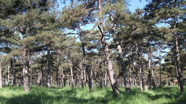 Tekirdağ’da ormanlara girişler yasaklandı