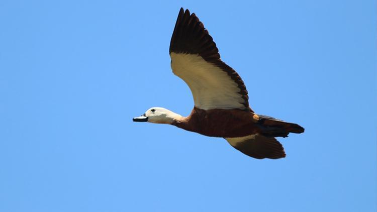 İzmir-Karaburun’daki çalışmalar titizlikle devam ediyor