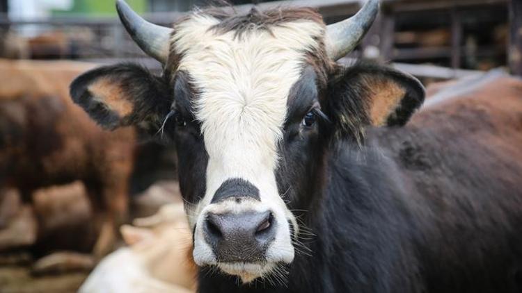 Kurban etinin ne kadarı dağıtılır, 7 kişiye mi bölünmeli Kurban eti nasıl dağıtılır