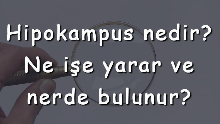 Hipokampus nedir Ne işe yarar ve nerde bulunur Hipokampus beyinde ne görevi görür