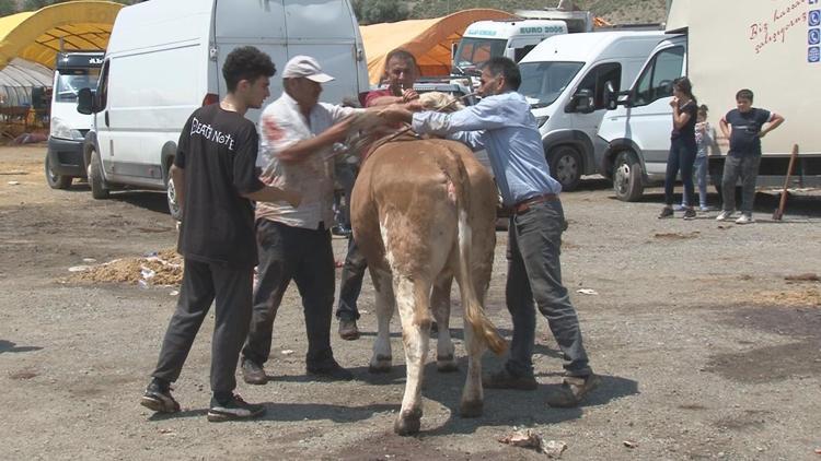 Firari boğalar panik yarattı