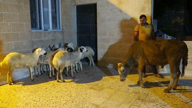 Almanya’da yaşayan vatandaş, Cumhurbaşkanı Erdoğan için 11 kurban kestirdi