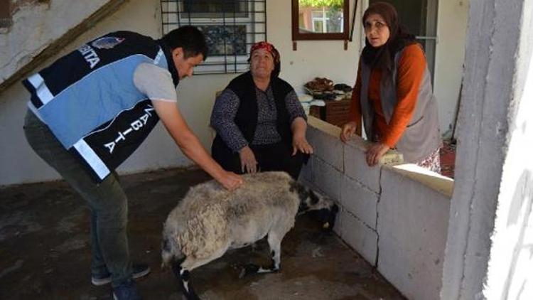 Kurbanlık keçisi kaçan kadına belediye başkanı koyun gönderdi