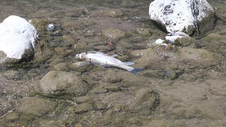 Harşit Çayında tedirginlik yaratan toplu balık ölümleri İnceleme başlatıldı