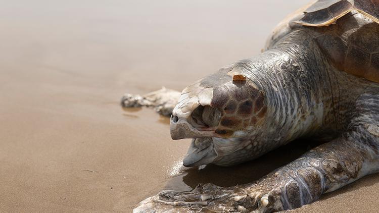 Japonya’da onlarca deniz kaplumbağası bıçaklanarak katledildi