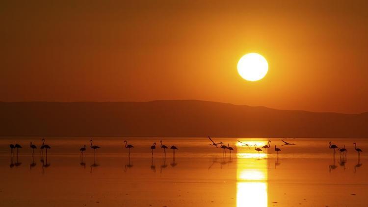 Tuz Gölü’nde kamp kurup flamingoları fotoğrafladılar