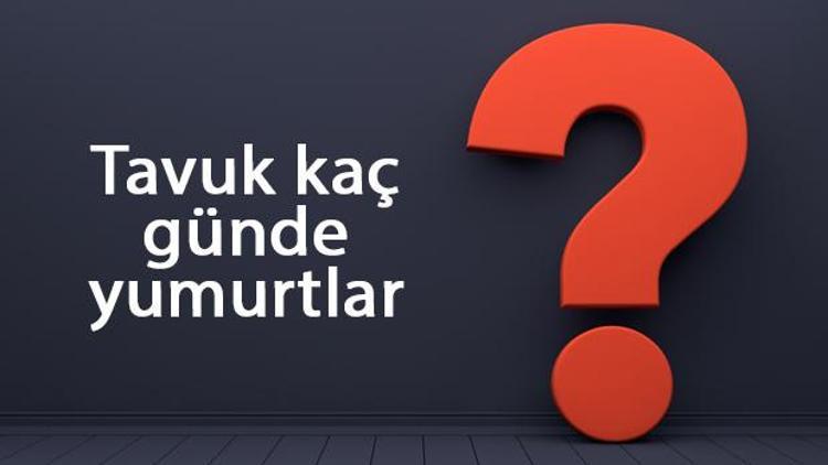 Tavuk kaç günde yumurtlar Günde kaç tane yumurta yumurtlar