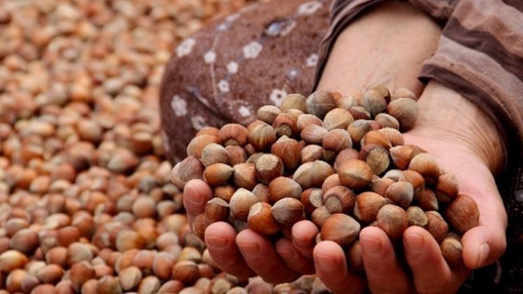 Tarım ve Orman Bakanlığı fındık rekoltesini açıkladı