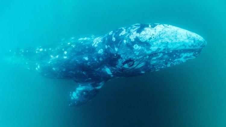 Balinalar inanılmazı başarıyor... Dünyanın en büyük hayvanları havayı nasıl soğutuyor