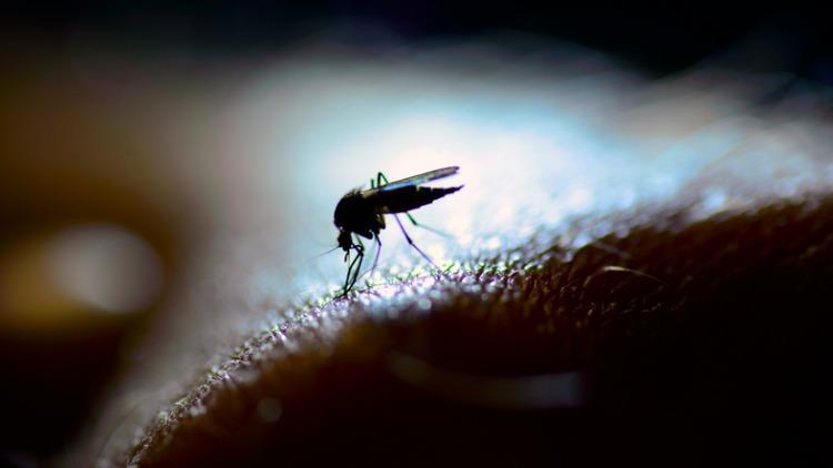 Sineklerden nasıl korunulur? Sivrisinek neye gelmez? Sineklerden kurtulmanın doğal yolları