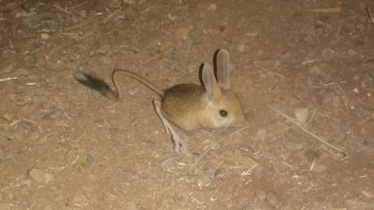 Nesli tükenme tehlikesi altında... Kanguru faresi Afşin’de görüntülendi