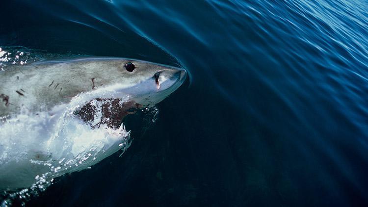 Jawstan önce o vardı... İnsanlar köpekbalığından neden korkuyor 12 gün süren dehşet...