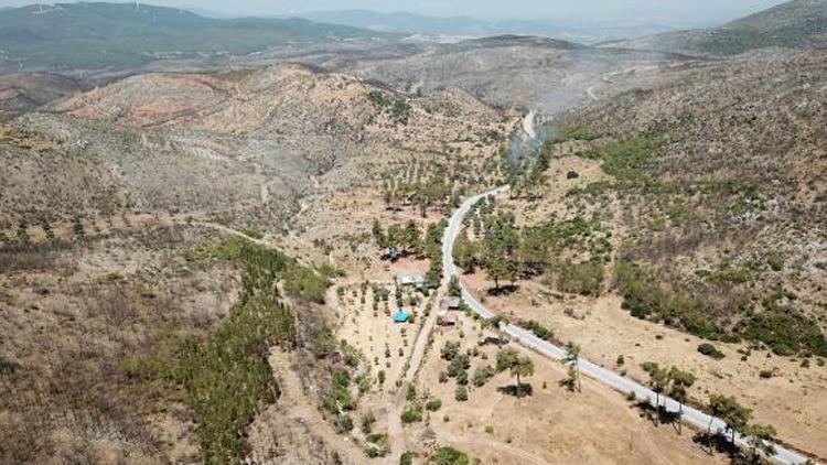 Muğlada yanan alanlar küllerinden doğuyor