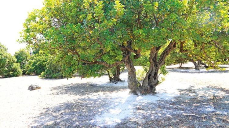 Çeşme’den sakız damlıyor