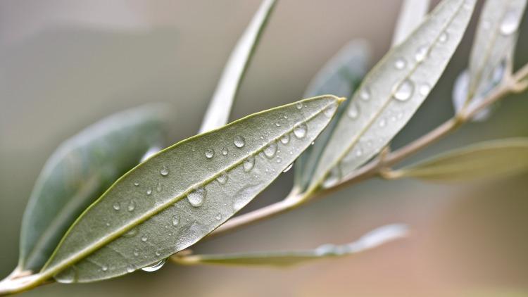 Zeytin Dalı Neyi Simgeler Ve Temsil Eder Zeytin Dalının Anlamı Nedir