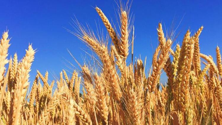 Tohumluk buğday, arpa ve tritikale alım fiyatları ne kadar oldu Bakan Kirişçi açıkladı