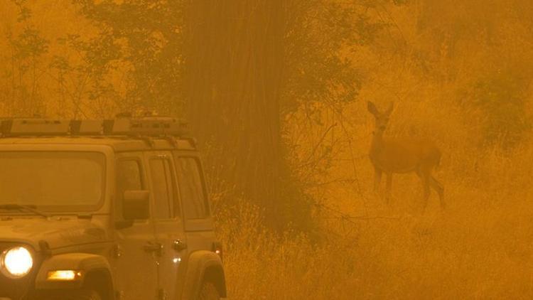 Californiada yılın en büyük yangını