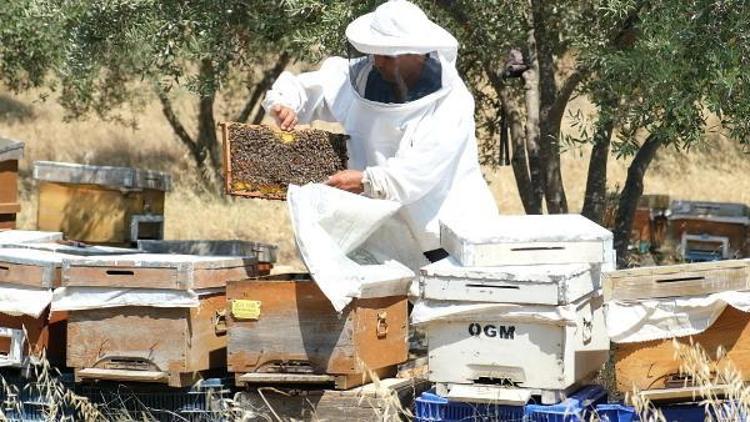 İzmirli arıcı destek kredisiyle 30 kovanla başladı, 170 kovana ulaştı