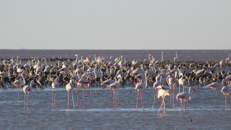 Flamingoların kritik 15 günü için bakanlık çalışma başlattı
