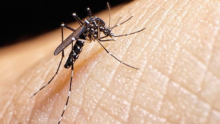 İstanbul’da Aedes paniği