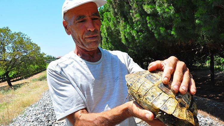 Binlerce fidan dikti, binlerce kaplumbağayı kurtardı... Her gün 20 km yürüyor