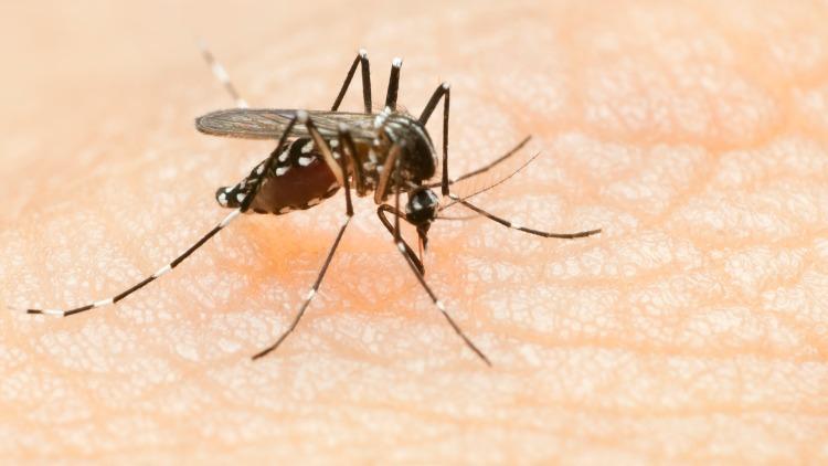 Aedes sivrisinek ısırığı bulaşıcı mı, nasıl geçer? Aedes sivrisinek ısırığı belirtileri