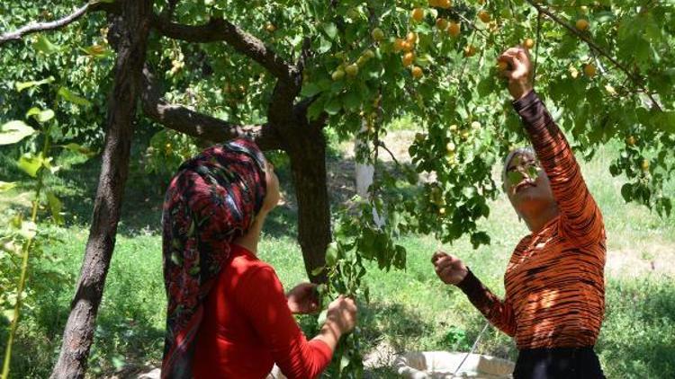 Adilcevazda kaysı hasadına başlandı-YENİDEN