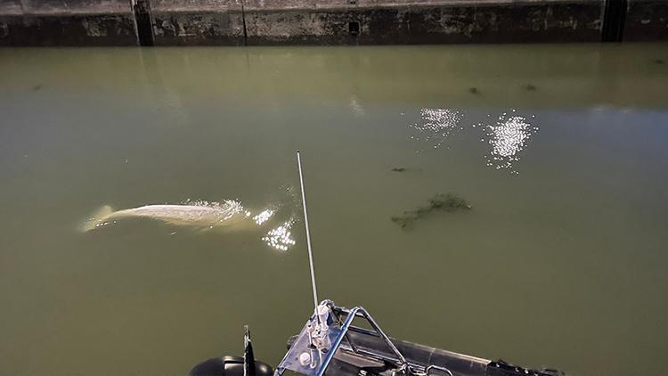 Seine Nehrinde mahsur kalan balina 4 günde kurtarıldı
