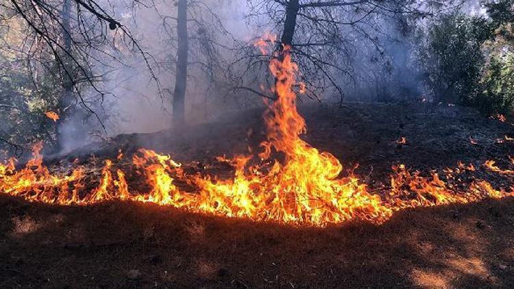 Manisada orman yangını: Kontrol altına alındı