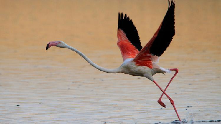 Bakan Murat Kurum’dan flamingolar için 4 kilometrelik can suyu talimatı