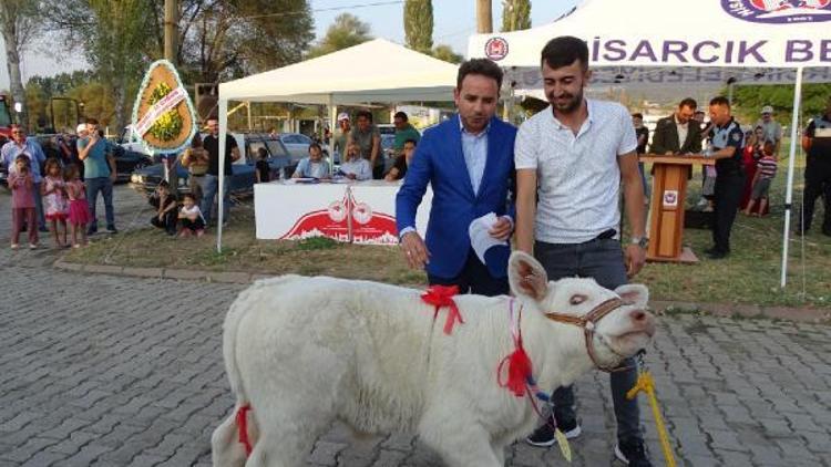 Buzağılar, teşvik yarışmasında görücüye çıktı