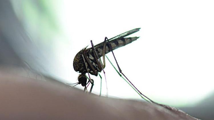 Sarı Humma (Aedes) ısırığı ve hastalık belirtileri nedir, korunma yolları nedir