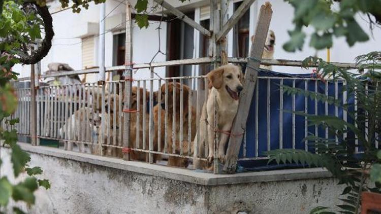 Hayvanseverler isyan etti: Köpekler evde kilitli tutuluyor iddiası
