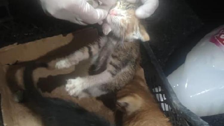 Zeytinburnu’nda hafriyat altında kalan 3 yavru kedi kurtarıldı